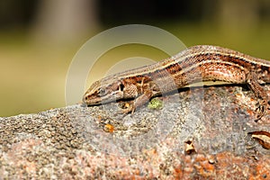 Closeup of viviparous lizard