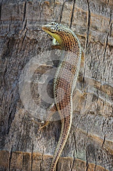 Closeup of a viviparous lizard climbing up a palm tree