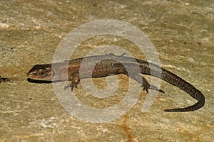Closeup of viviparous lizard on ground
