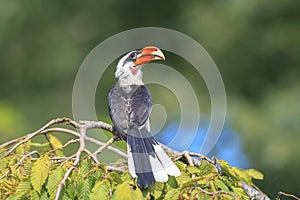 Closeup of a von der decken\'s hornbill, tockus deckeni, bird perched