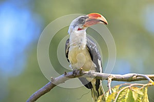 Closeup of a von der decken\'s hornbill, tockus deckeni, bird perched