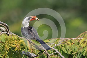 Closeup of a von der decken\'s hornbill, tockus deckeni, bird perched