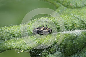 Closeup on a voracious larvae of the pine laydybird beetle, Exochomus quadripustulatus used for pest-control