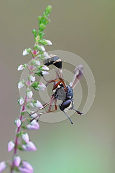 Closeup of the waisted beegrabber, Physocephala rufipes hanging on a twig of common heather, Calluna vulgaris