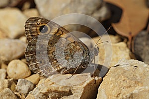 Closeup of the the wall brown buttefly, Lasiommata megera form S