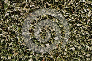 Closeup of a wall of green thuya hedge