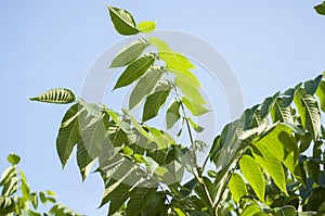 Summertime closeup of walnut branches with green leaves in sunlight with blue sky in background