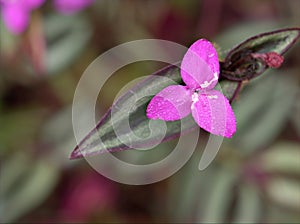 Closeup Wandering jew ,purple heart and purple flower in garden with soft focus and green blurred background
