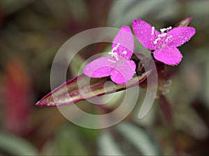 Closeup Wandering jew ,purple heart and purple flower in garden with soft focus and green blurred background