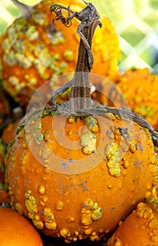 Closeup of Warty Knuckledhead Pumpkins on Display in a Pumpkin Patch