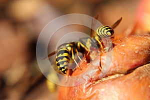 Closeup of Wasp Abdomens on an Apple photo