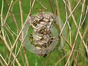 Wasps on wasp hive photo
