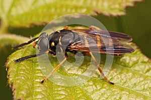 Closeup on a wasp mimicking hoverfly, Temnostoma bombylans