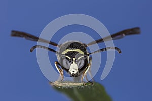 Closeup of a Wasp perched on a leaf
