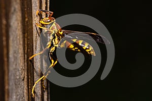 Closeup of a wasp, Vespidae on wood on a dark background