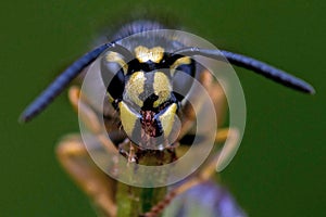 Closeup of wasp Vespula vulgaris