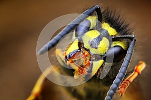 Closeup of wasp Vespula vulgaris photo
