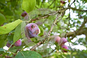 Closeup of wasps eating ripe plums growing on a tree in a garden or field. Details of wildlife in nature, organic fruit