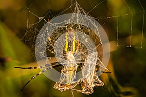 Closeup of a Waspspider caught insects on a cobweb