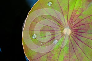 Closeup water drop on lotus leaf