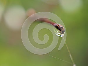 Closeup water droplet in garden and soft focus and blurred for background ,nature background