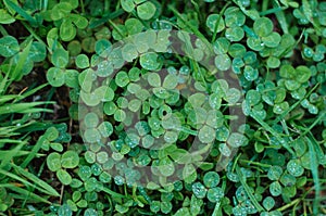 Closeup the Water Droplet on a Three-leaf Clover on Blurry Clover Field after the Rain
