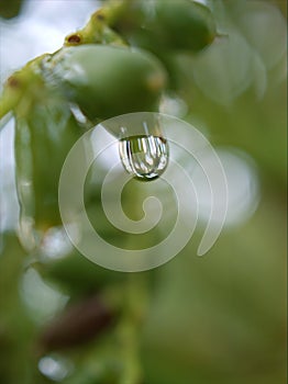Closeup water droplets dew on plant in nature with green blurred and sweet color background