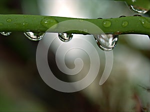 Closeup water droplets dew on plant in nature with green blurred and sweet colorbackground