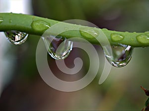 Closeup water droplets dew on plant in nature with green blurred and sweet colorbackground