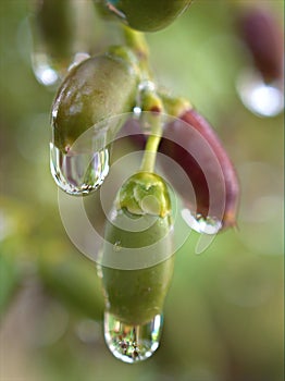 Closeup water droplets dew on plant in nature with green blurred and sweet colorbackground