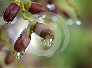 Closeup water droplets dew on plant in nature with green blurred and sweet colorbackground