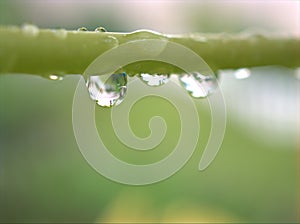 Closeup water droplets dew on plant in nature with green blurred and sweet colorbackground