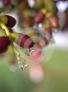 Closeup water droplets dew on plant in nature with green blurred and sweet colorbackground