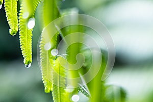 Closeup on water droplets on fern leaf tip after rain