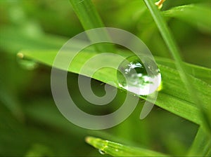 Closeup water droplets on grass in garden with sweet color