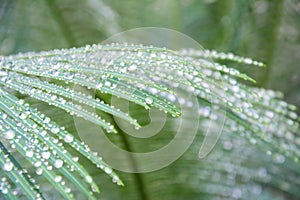 Closeup water droplets on green cycad leaf in spring time