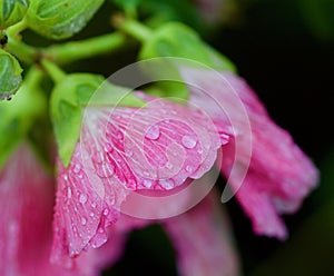 A closeup of water droplets on a hollyhock blossom