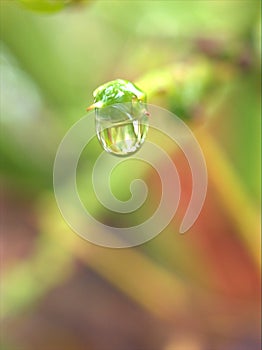 Closeup water droplets on leaf in nature with colorful blurred and sweet colorbackground