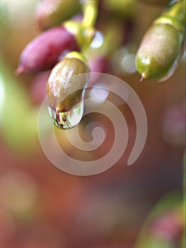 Closeup water droplets on leaf in nature with colorful blurred and sweet colorbackground
