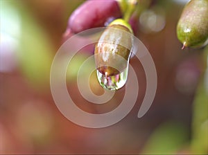 Closeup water droplets on leaf in nature with colorful blurred and sweet colorbackground