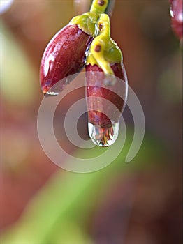 Closeup water droplets on leaf in nature with colorful blurred and sweet colorbackground