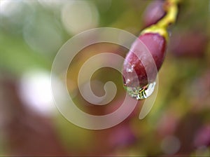 Closeup water droplets on leaf in nature with colorful blurred and sweet colorbackground