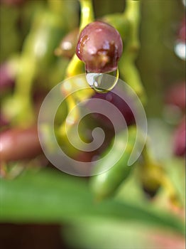 Closeup water droplets on leaf in nature with colorful blurred and sweet colorbackground