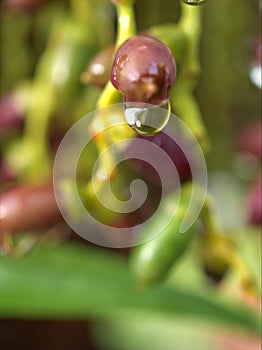 Closeup water droplets on leaf in nature with colorful blurred and sweet colorbackground