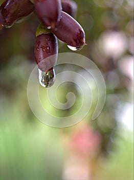 Closeup water droplets on leaf in nature with colorful blurred and sweet colorbackground