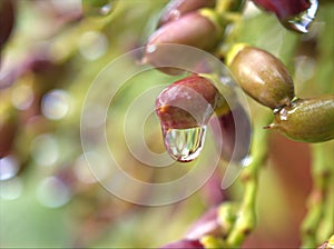 Closeup water droplets on leaf in nature with colorful blurred and sweet colorbackground