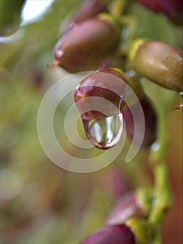 Closeup water droplets on leaf in nature with colorful blurred and sweet colorbackground