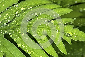 Closeup of water droplets on a leaf of sensitive fern.