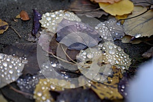 Closeup of water droplets on leaves in the fall