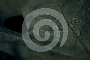 Closeup of water droplets on a maple leaf